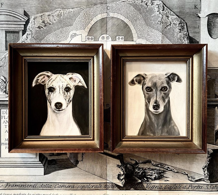 Pictures of whippets by Susannah Carson